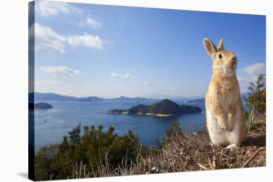 Feral Domestic Rabbit (Oryctolagus Cuniculus) Standing On Hind Legs On Coast-Yukihiro Fukuda-Stretched Canvas