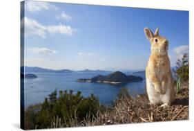 Feral Domestic Rabbit (Oryctolagus Cuniculus) Standing On Hind Legs On Coast-Yukihiro Fukuda-Stretched Canvas