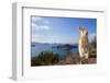 Feral Domestic Rabbit (Oryctolagus Cuniculus) Standing On Hind Legs On Coast-Yukihiro Fukuda-Framed Photographic Print