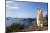 Feral Domestic Rabbit (Oryctolagus Cuniculus) Standing On Hind Legs On Coast-Yukihiro Fukuda-Mounted Photographic Print