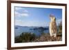 Feral Domestic Rabbit (Oryctolagus Cuniculus) Standing On Hind Legs On Coast-Yukihiro Fukuda-Framed Photographic Print