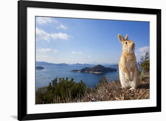 Feral Domestic Rabbit (Oryctolagus Cuniculus) Standing On Hind Legs On Coast-Yukihiro Fukuda-Framed Photographic Print