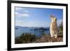 Feral Domestic Rabbit (Oryctolagus Cuniculus) Standing On Hind Legs On Coast-Yukihiro Fukuda-Framed Photographic Print