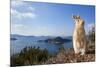 Feral Domestic Rabbit (Oryctolagus Cuniculus) Standing On Hind Legs On Coast-Yukihiro Fukuda-Mounted Photographic Print