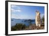 Feral Domestic Rabbit (Oryctolagus Cuniculus) Standing On Hind Legs On Coast-Yukihiro Fukuda-Framed Photographic Print
