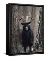 Feral Goat Male in Pinewood (Capra Hircus), Scotland-Niall Benvie-Framed Stretched Canvas