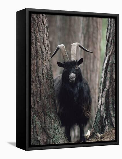 Feral Goat Male in Pinewood (Capra Hircus), Scotland-Niall Benvie-Framed Stretched Canvas