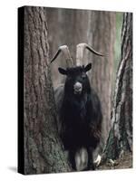 Feral Goat Male in Pinewood (Capra Hircus), Scotland-Niall Benvie-Stretched Canvas