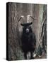 Feral Goat Male in Pinewood (Capra Hircus), Scotland-Niall Benvie-Stretched Canvas