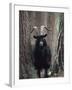 Feral Goat Male in Pinewood (Capra Hircus), Scotland-Niall Benvie-Framed Photographic Print