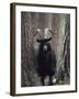 Feral Goat Male in Pinewood (Capra Hircus), Scotland-Niall Benvie-Framed Photographic Print