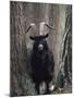 Feral Goat Male in Pinewood (Capra Hircus), Scotland-Niall Benvie-Mounted Photographic Print