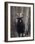 Feral Goat Male in Pinewood (Capra Hircus), Scotland-Niall Benvie-Framed Photographic Print