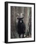 Feral Goat Male in Pinewood (Capra Hircus), Scotland-Niall Benvie-Framed Photographic Print