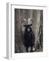 Feral Goat Male in Pinewood (Capra Hircus), Scotland-Niall Benvie-Framed Photographic Print