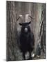 Feral Goat Male in Pinewood (Capra Hircus), Scotland-Niall Benvie-Mounted Photographic Print