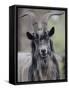 Feral Goat Male, Scotland-Niall Benvie-Framed Stretched Canvas