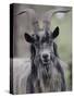 Feral Goat Male, Scotland-Niall Benvie-Stretched Canvas