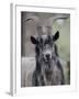 Feral Goat Male, Scotland-Niall Benvie-Framed Photographic Print