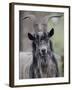 Feral Goat Male, Scotland-Niall Benvie-Framed Photographic Print