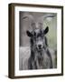 Feral Goat Male, Scotland-Niall Benvie-Framed Photographic Print