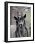 Feral Goat Male, Scotland-Niall Benvie-Framed Photographic Print