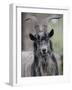 Feral Goat Male, Scotland-Niall Benvie-Framed Photographic Print