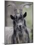 Feral Goat Male, Scotland-Niall Benvie-Mounted Photographic Print