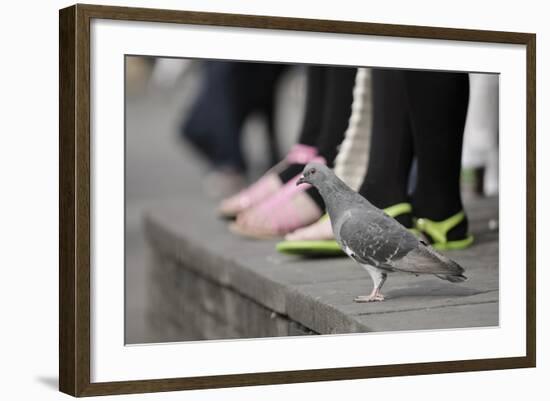 Feral Pigeon (Columba Livia) on Ground-Terry Whittaker-Framed Photographic Print