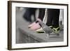 Feral Pigeon (Columba Livia) on Ground-Terry Whittaker-Framed Photographic Print