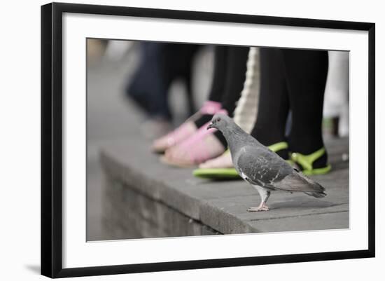 Feral Pigeon (Columba Livia) on Ground-Terry Whittaker-Framed Photographic Print