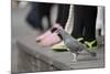 Feral Pigeon (Columba Livia) on Ground-Terry Whittaker-Mounted Photographic Print