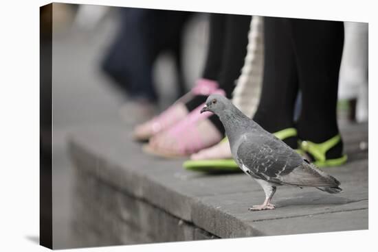 Feral Pigeon (Columba Livia) on Ground-Terry Whittaker-Stretched Canvas