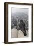 Feral Pigeon - Rock Dove (Columba Livia) Perched-Michael Hutchinson-Framed Photographic Print