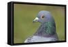 Feral Pigeon Showing Very Similar Plumage to Rock Dove-null-Framed Stretched Canvas