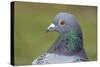 Feral Pigeon Showing Very Similar Plumage to Rock Dove-null-Stretched Canvas