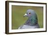 Feral Pigeon Showing Very Similar Plumage to Rock Dove-null-Framed Photographic Print