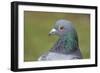 Feral Pigeon Showing Very Similar Plumage to Rock Dove-null-Framed Photographic Print