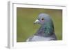 Feral Pigeon Showing Very Similar Plumage to Rock Dove-null-Framed Photographic Print