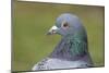 Feral Pigeon Showing Very Similar Plumage to Rock Dove-null-Mounted Photographic Print