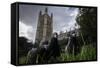 Feral Pigeons (Columba Livia) Outside the Houses of Parliament in Westminster. London, UK-Sam Hobson-Framed Stretched Canvas