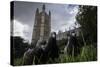 Feral Pigeons (Columba Livia) Outside the Houses of Parliament in Westminster. London, UK-Sam Hobson-Stretched Canvas