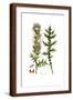 Brown Frame