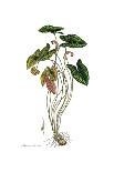 Cistus creticus, Flora Graeca-Ferdinand Bauer-Giclee Print