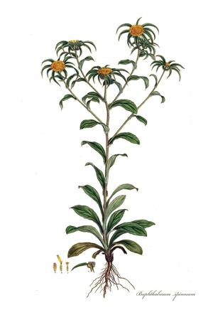 Buphthalmum spinosum, Flora Graeca