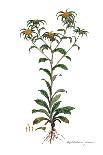 Cynara humilis, Flora Graeca-Ferdinand Bauer-Giclee Print