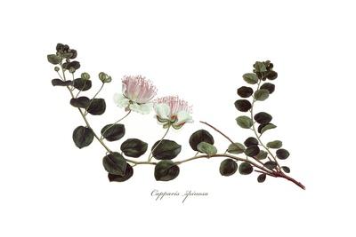 Capparis spinosa, Flora Graeca