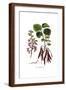 Brown Frame