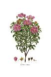 Cistus monspeliensis, Flora Graeca-Ferdinand Bauer-Giclee Print