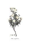 Spartium junceum, Flora Graeca-Ferdinand Bauer-Giclee Print